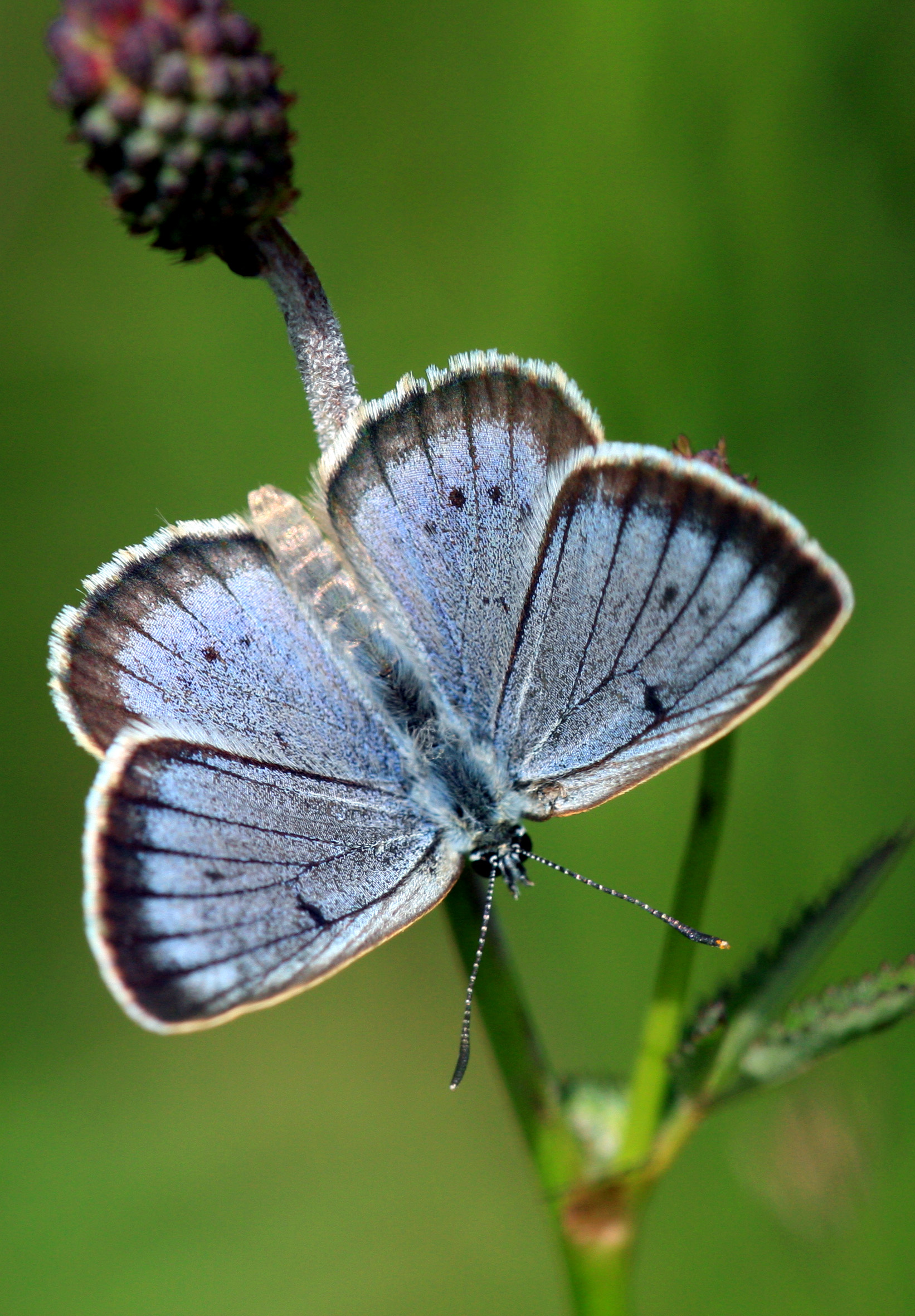 VÉRFŰ-HANGYABOGLÁRKA (védett faj, 50.000 Ft/egyed), ŐNPI