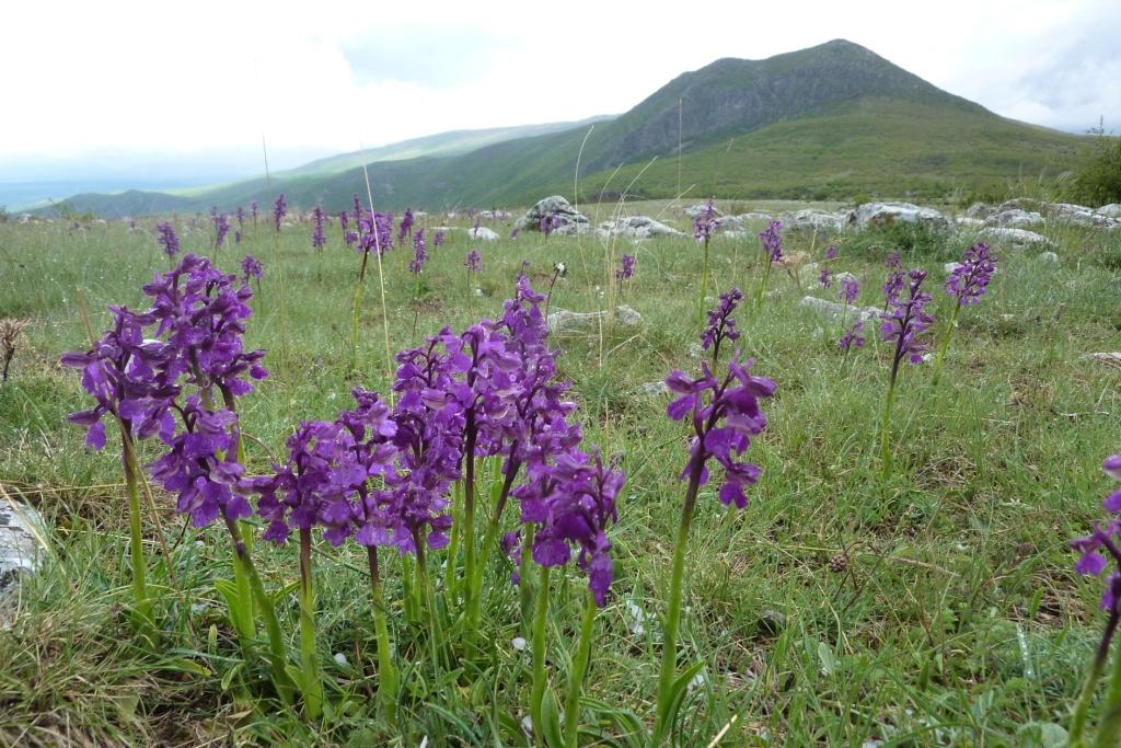 AGÁR KOSBOR (védett faj, 10.000 Ft/egyed), BfNPI