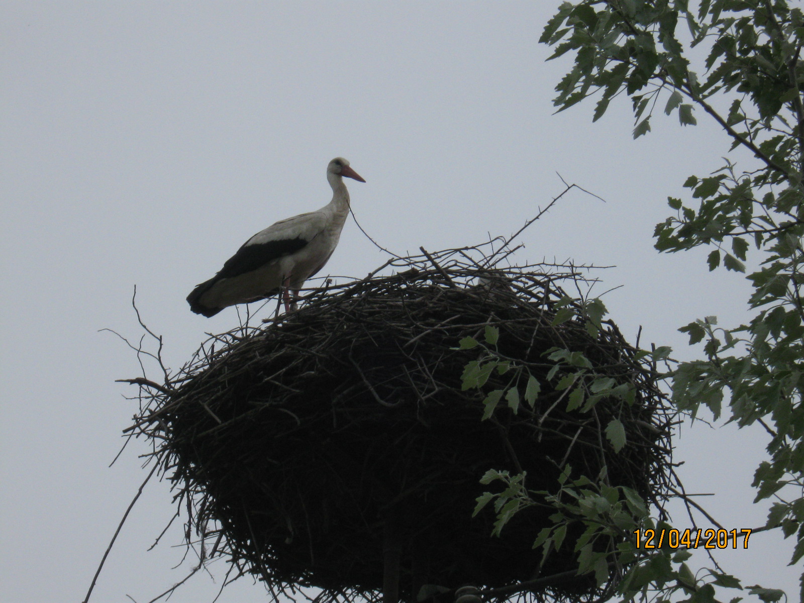 FEHÉR GÓLYA (fokozottan védett faj, 100.000 Ft/egyed)