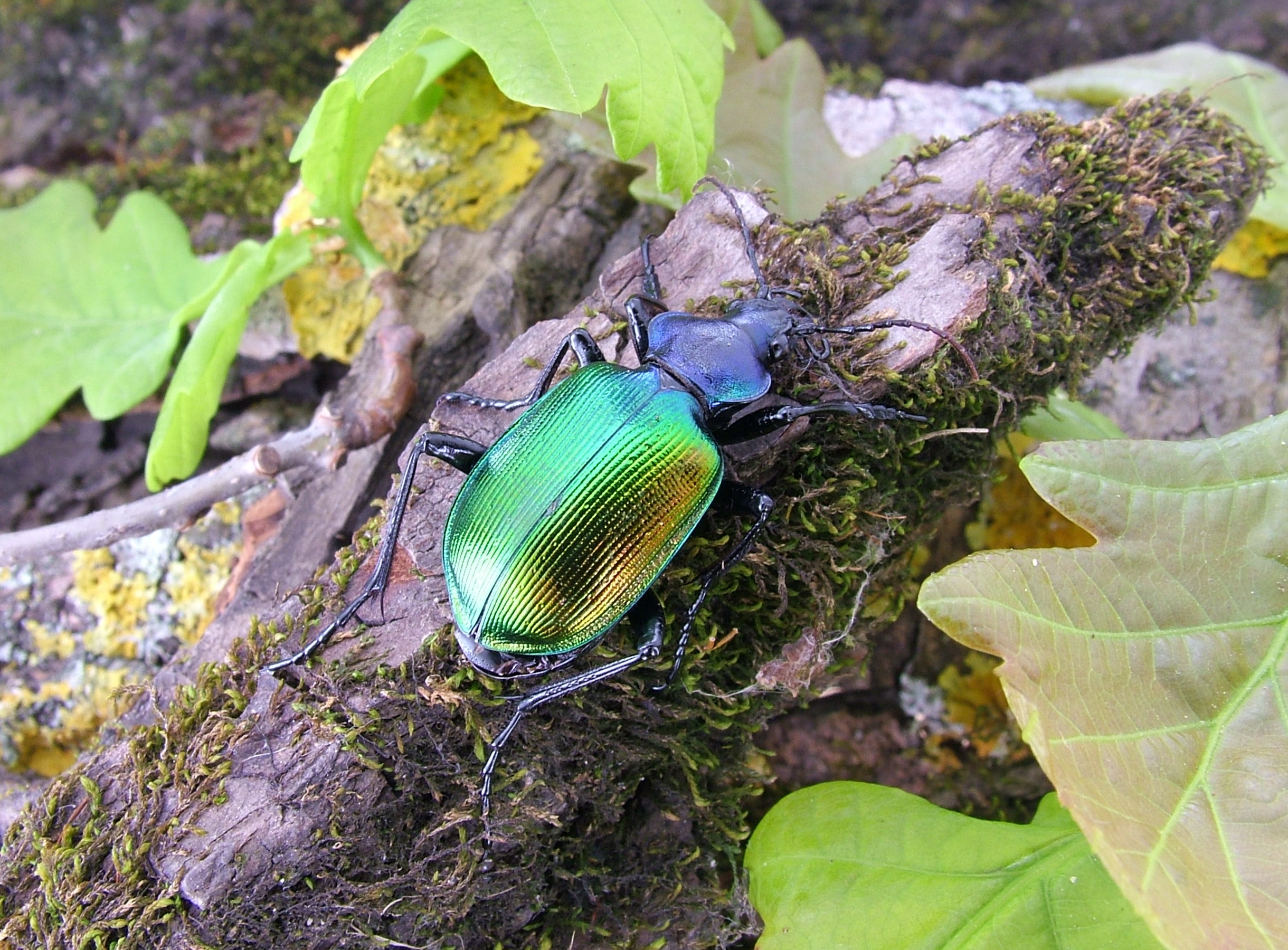 ARANYOS BÁBRABLÓ (védett faj, 5.000 Ft/egyed), HNPI