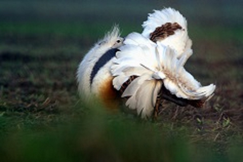 TÚZOK (fokozottan védett faj, 1.000.000 Ft/egyed), KMNPI