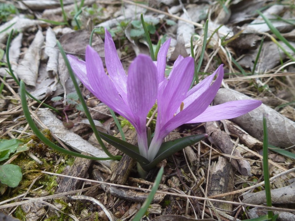 EGYHAJÚVIRÁG (fokozottan védett faj, 250.000 Ft/egyed), DINPI