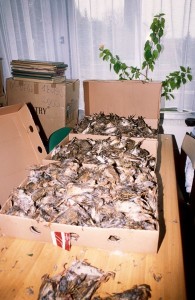 Termeszetkarositas_2